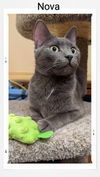 adoptable Cat in Oakville, ON named Nova