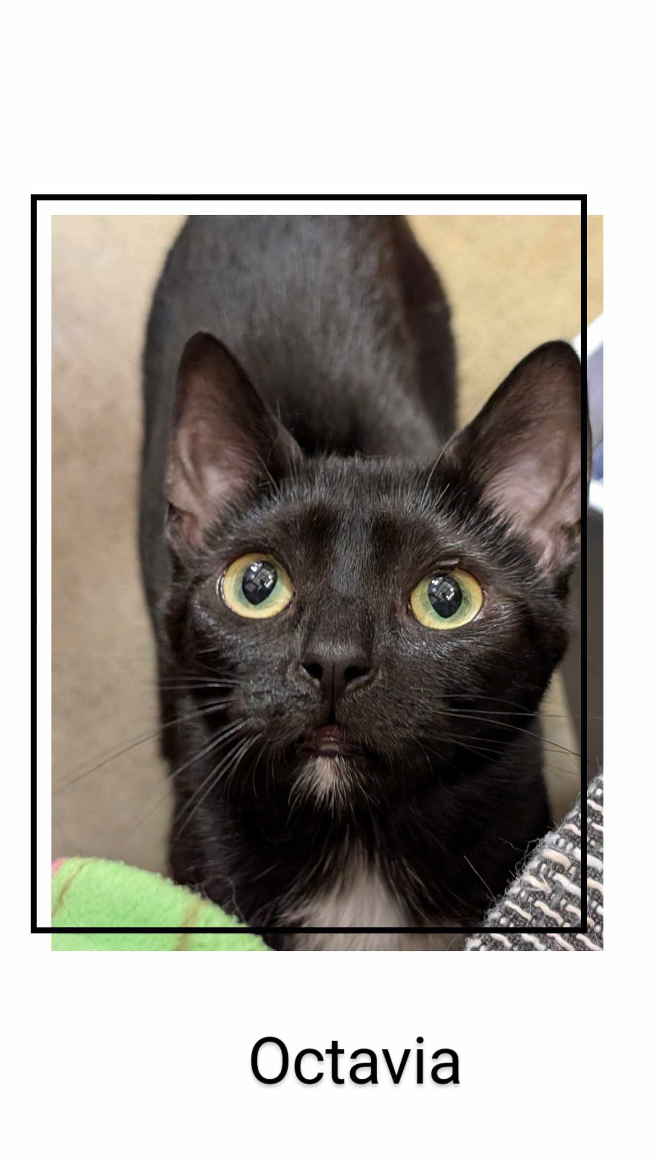 adoptable Cat in Oakville, ON named Octavia