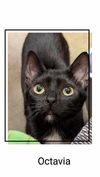 adoptable Cat in Oakville, ON named Octavia