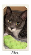 adoptable Cat in Oakville, ON named Alice