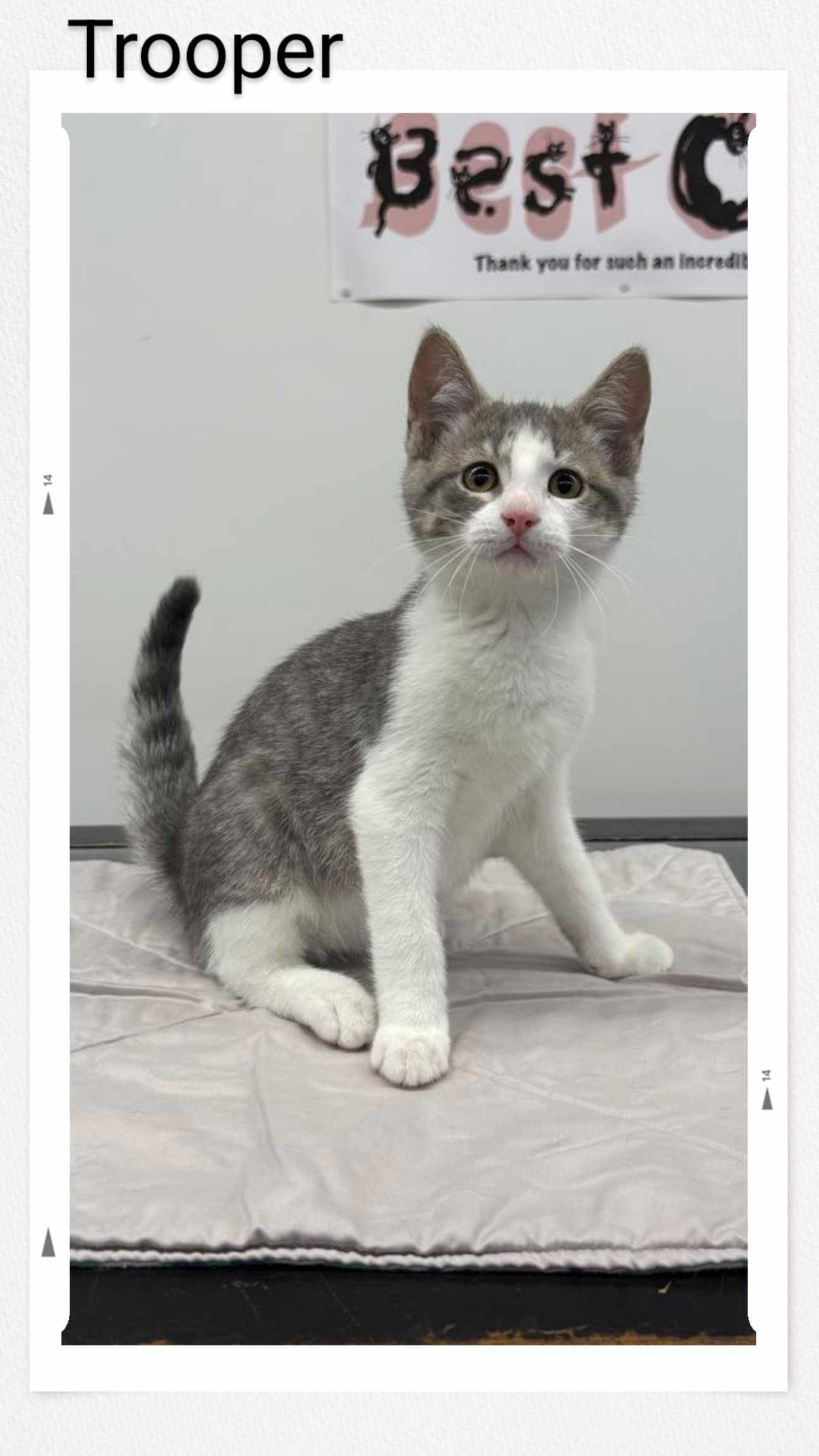 adoptable Cat in Oakville, ON named Trooper