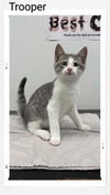 adoptable Cat in Oakville, ON named Trooper