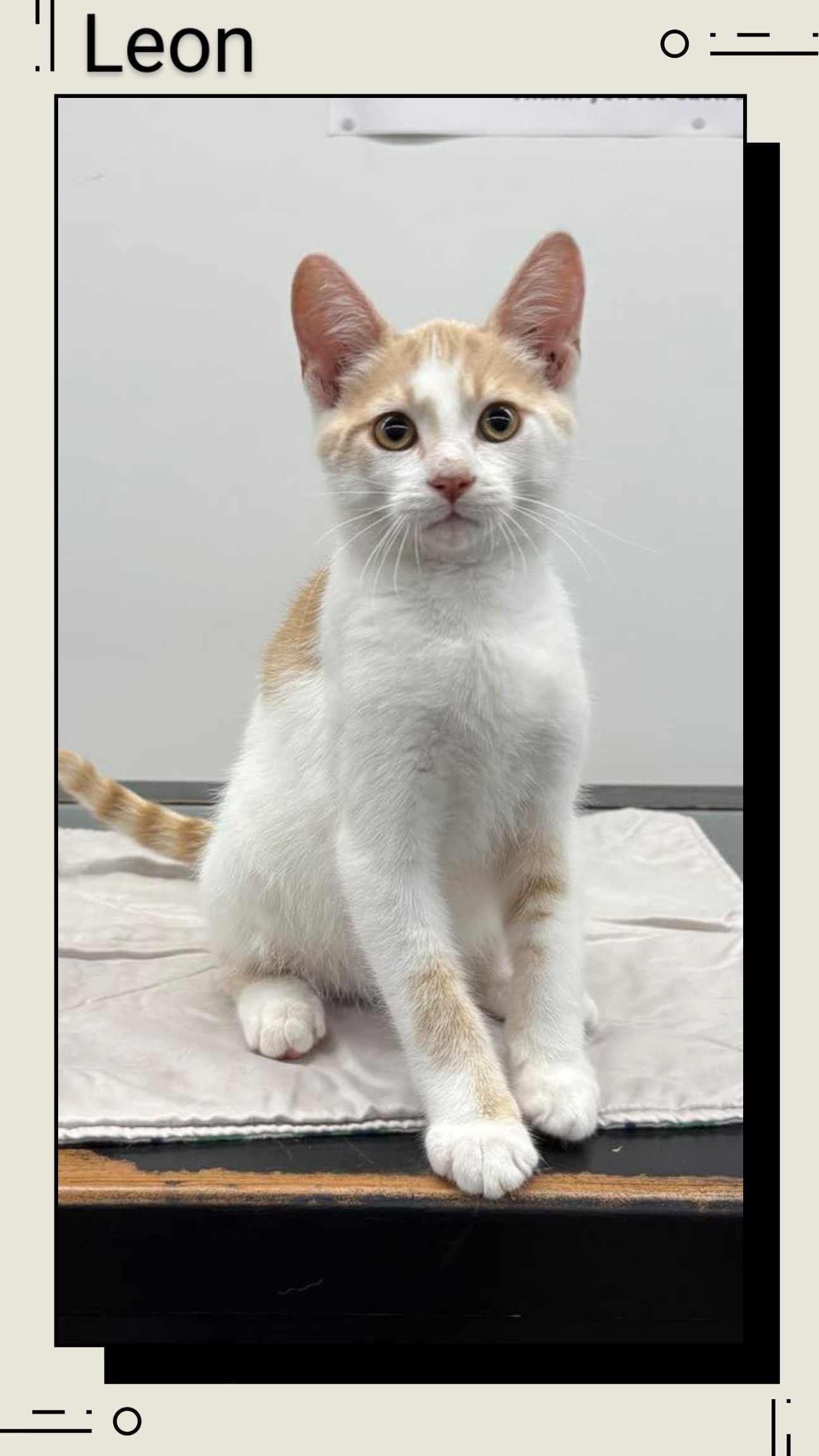 adoptable Cat in Oakville, ON named Leon