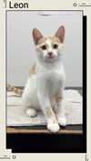 adoptable Cat in Oakville, ON named Leon