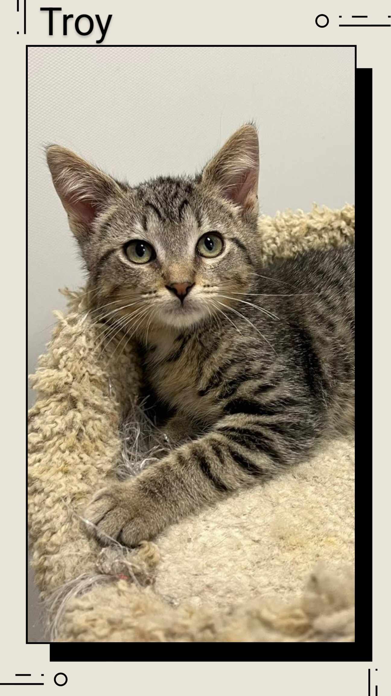 adoptable Cat in Oakville, ON named Troy