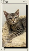 adoptable Cat in Oakville, ON named Troy