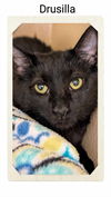 adoptable Cat in , ON named Drusilla