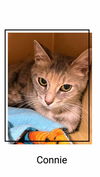 adoptable Cat in , ON named Connie