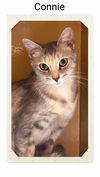 adoptable Cat in Oakville, ON named Connie