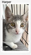 adoptable Cat in , ON named Harper