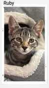 adoptable Cat in , ON named Ruby