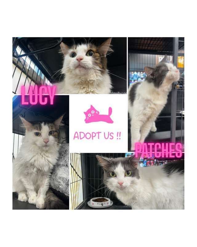 adoptable Cat in Oakville, ON named Lucy & Patches