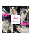 adoptable Cat in  named Lucy & Patches