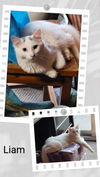 adoptable Cat in  named Liam