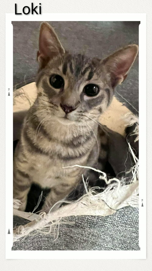 picture of the cat needing adoption