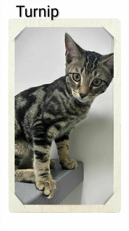 picture of the cat needing adoption