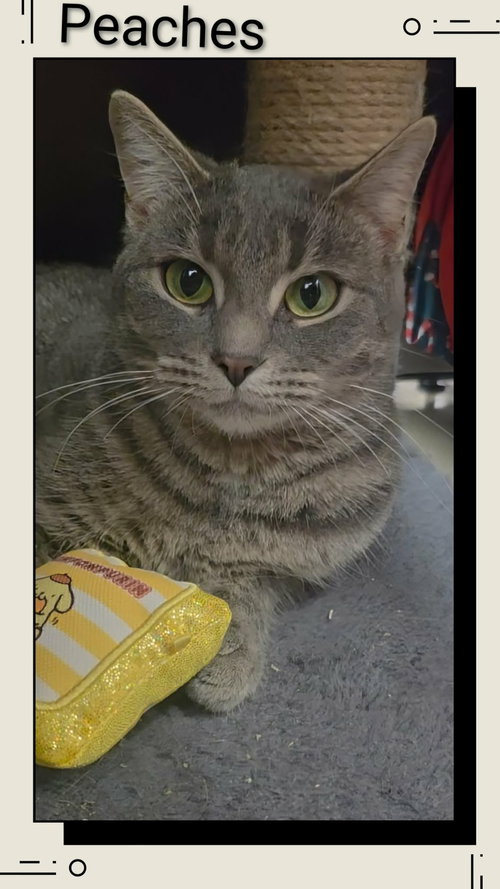 picture of the cat needing adoption