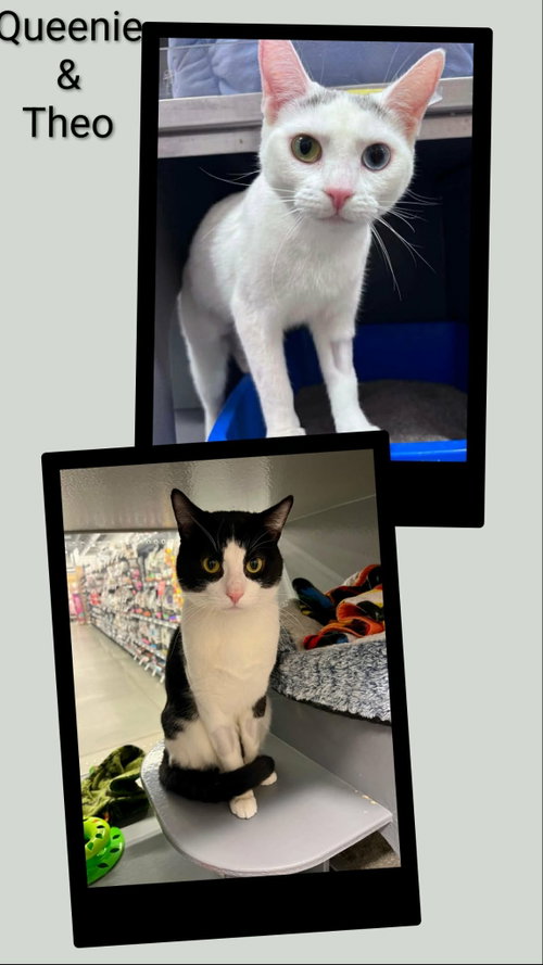 Queenie & Theo, a cat for adoption from Neveah's Charity of West Lincoln
