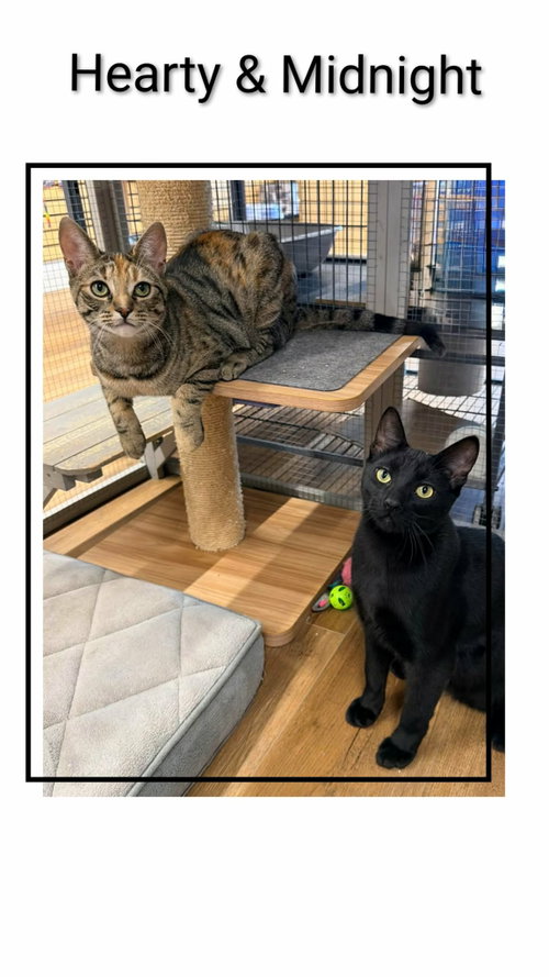 Hearty & Midnight, Domestic Short Hair, cat for adoption in Niagara Falls, New York