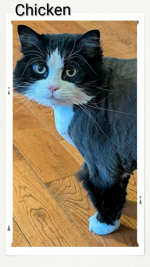 Chicken, an adoptable Domestic Medium Hair in Dunnville, ON