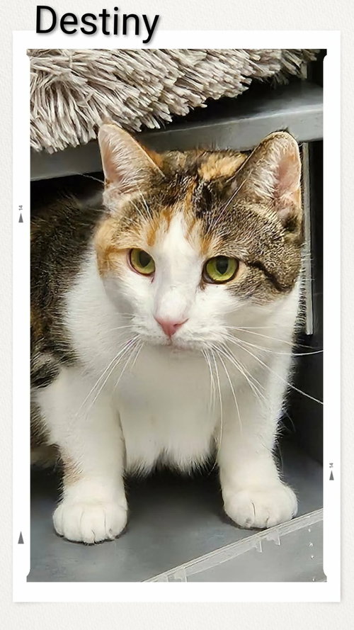 Destiny, an adoptable Domestic Short Hair in Dunnville, ON