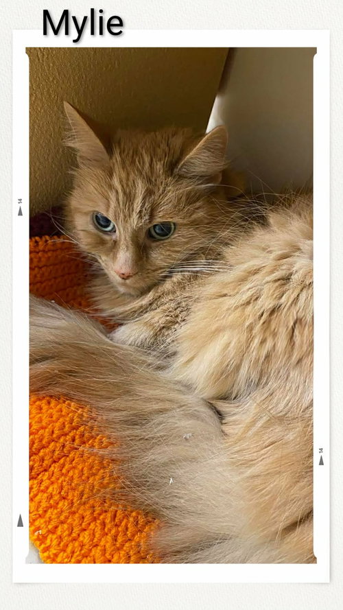 Mylie, an adoptable Domestic Medium Hair in Dunnville, ON