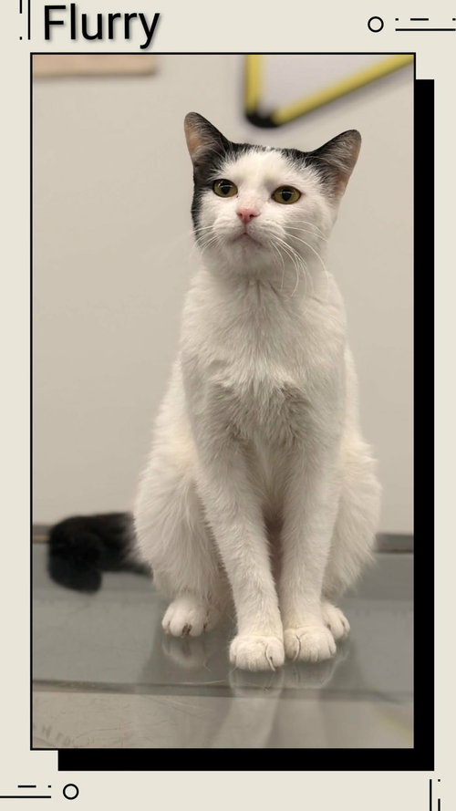 Flurry, an adoptable Domestic Short Hair in Dunnville, ON