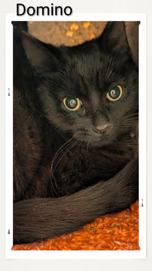 Domino, an adoptable Domestic Short Hair in Dunnville, ON