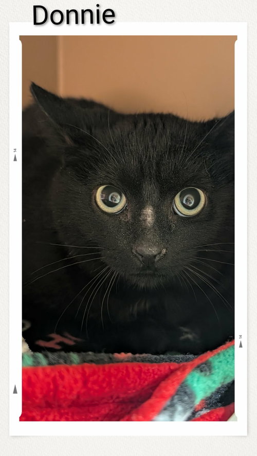 Donnie, an adoptable Domestic Short Hair in Dunnville, ON