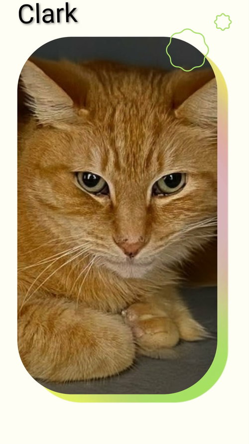 Clark, an adoptable Domestic Short Hair in Dunnville, ON