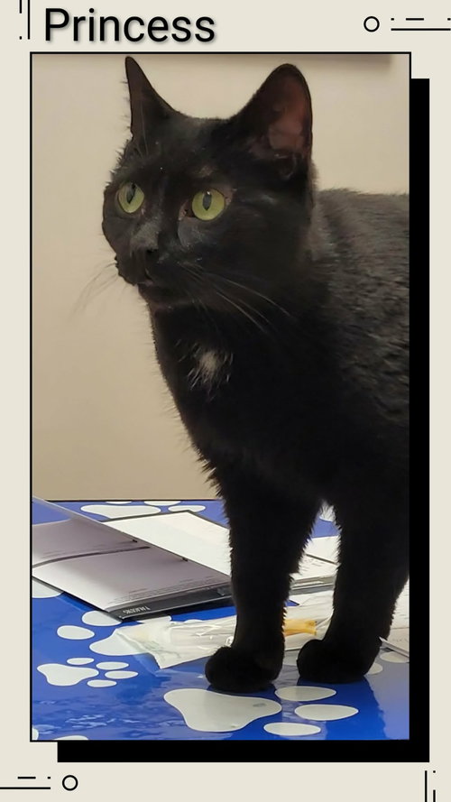 Princess, an adoptable Domestic Short Hair in Dunnville, ON