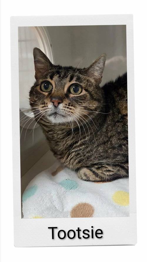 Tootsie, an adoptable Domestic Short Hair in Dunnville, ON