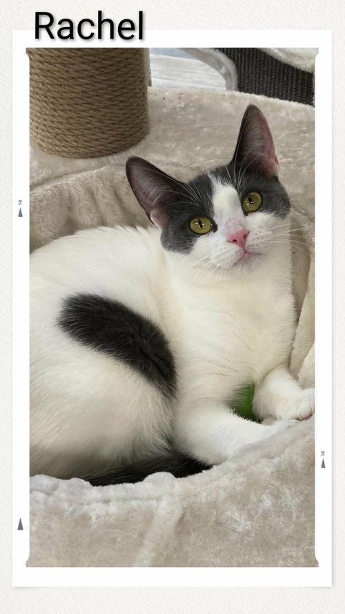 Rachel, an adoptable Domestic Short Hair in Dunnville, ON