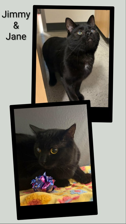 Jimmy & Jane, Domestic Short Hair, cat for adoption in Niagara Falls, New York