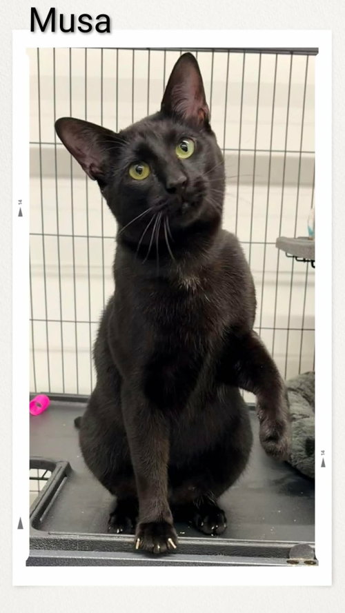 Musa, an adoptable Domestic Short Hair in Dunnville, ON