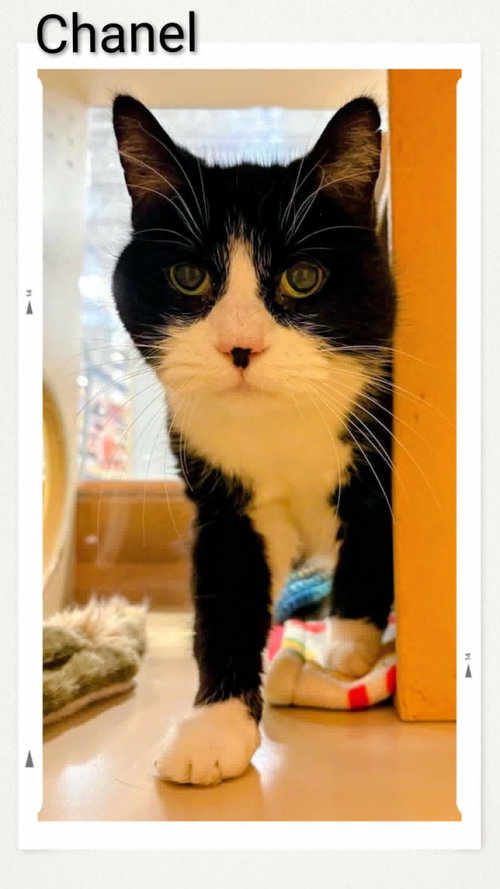 Chanel, an adoptable Domestic Short Hair in Dunnville, ON