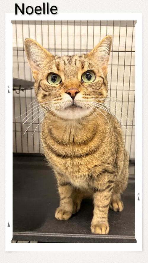 Noelle, an adoptable Domestic Short Hair in Dunnville, ON