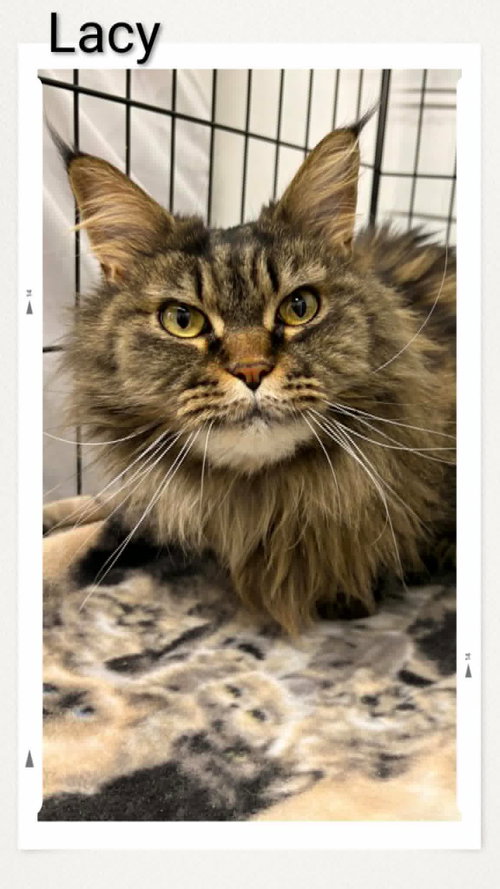 Lacy, an adoptable Domestic Long Hair in Dunnville, ON