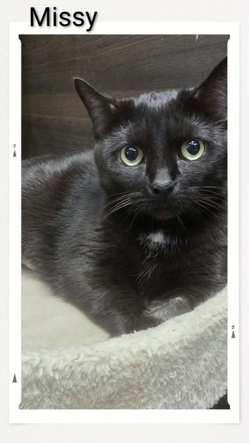 Missy, Domestic Short Hair, cat for adoption in Niagara Falls, New York