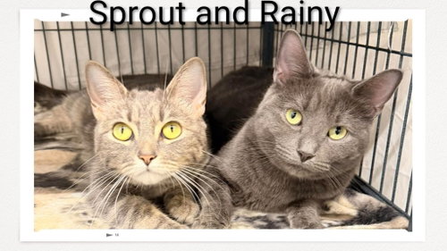 Sprout & Rainy