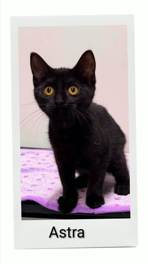Astra, an adoptable Domestic Short Hair in Dunnville, ON