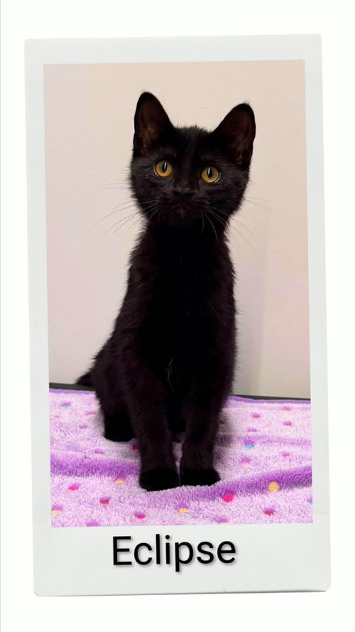 Eclipse, an adoptable Domestic Short Hair in Dunnville, ON