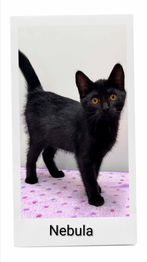 Nebula, an adoptable Domestic Short Hair in Dunnville, ON