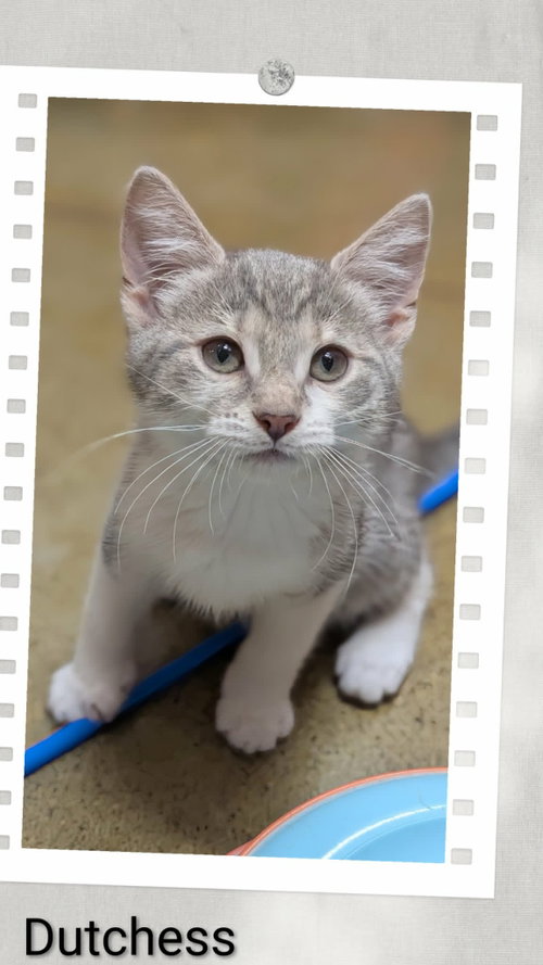 Dutchess, Senior Domestic Short Hair, cat for adoption in Niagara Falls, New York