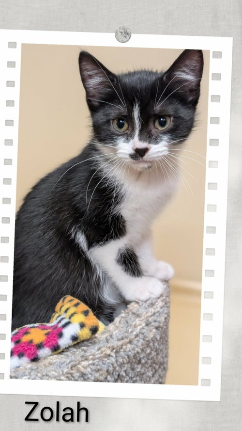 Zolah, Domestic Short Hair, cat for adoption in Niagara Falls, New York