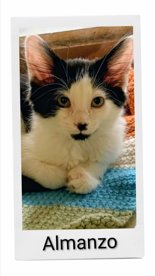 Almanzo, an adoptable Domestic Medium Hair in Dunnville, ON