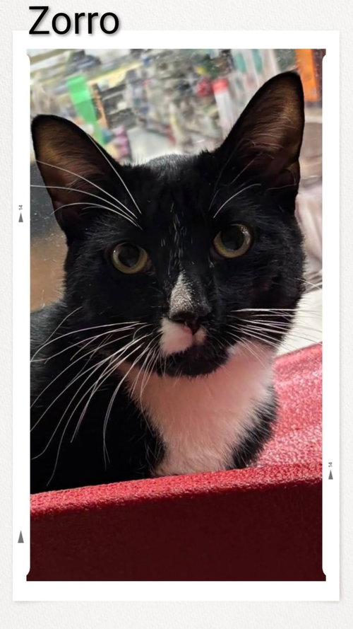 Zorro