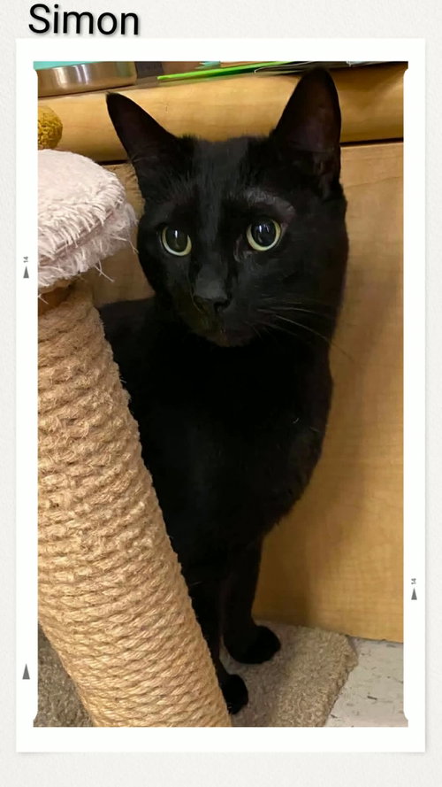 Simon