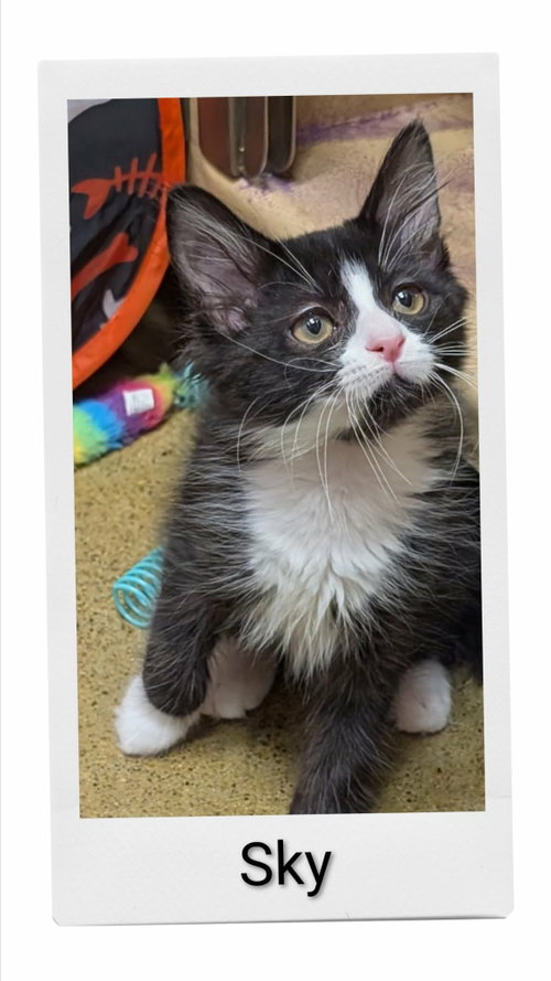 Sky, an adoptable Domestic Medium Hair in Dunnville, ON