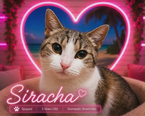 Siracha, an adoptable Domestic Short Hair in Dunnville, ON